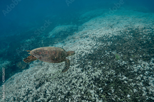 View of a sea turtle swimming over a coral reef currently becoming bleached due to a heat wave near Heron Island in Gladstone, Queensland, Australia.