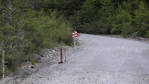 an apparently injured puma walking along the side of a road inside Los Glaciares National Park in Argentina