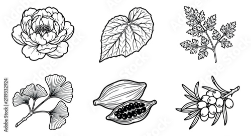 Bild auf Leinwand Vintage botanical line art collection, 6 medicinal plant and herb vector illustr