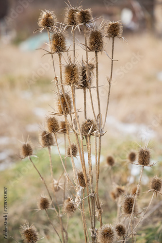 Canvas Print Dried thistles in a field in Bulgaria.
