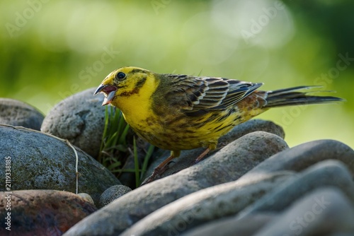 European Serin, Serinus serinus on stones in a defensive stance. Czechia.