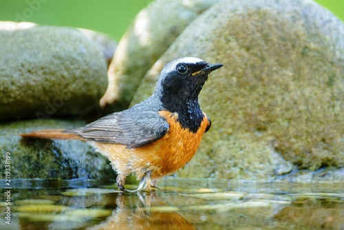 Common Redstart (Phoenicurus phoenicurus) male is standing in the water. Czechia. 