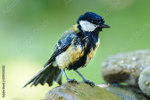 Great tit on the stones after bathing. Czechia. 