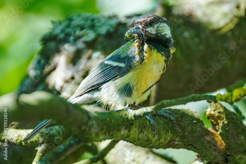 Great tit on a branch carries a caterpillar to feed its young. Czechia.