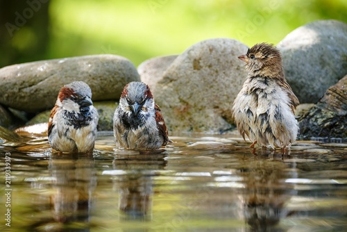Three house sparrows swimming in water. Czechia. 