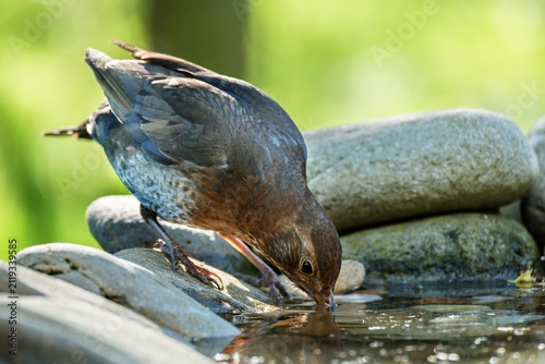 Young blackbird drinks water from a bird waterhole. 
