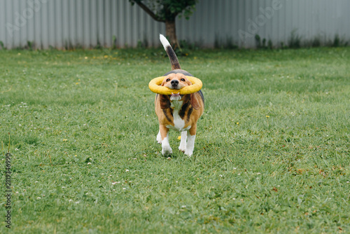 Bild auf Leinwand cute black red and white beagle dog playing with puller ring toy on green lawn o