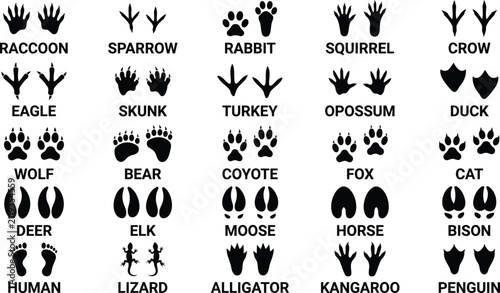 Animal tracks and footprints reference chart with wildlife and bird footprints vector illustration