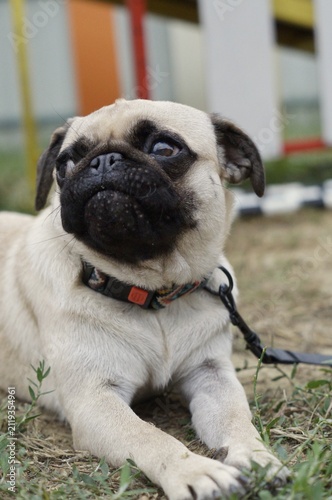 Cute pug lying comfortably on the grass outdoors. The relaxed portrait symbolizes loyalty, comfort, and companionship.