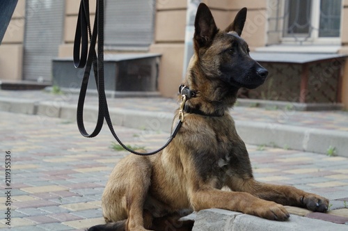 Belgian Malinois lying on a leash in a paved urban courtyard. The alert posture symbolizes discipline, readiness, and confidence.