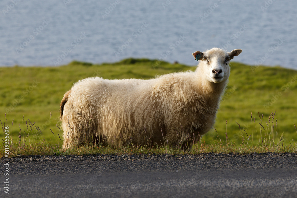 Obraz premium Fluffy Icelandic Sheep by the Roadside