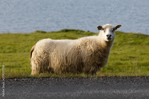 Konstfotografi Fluffy Icelandic Sheep by the Roadside