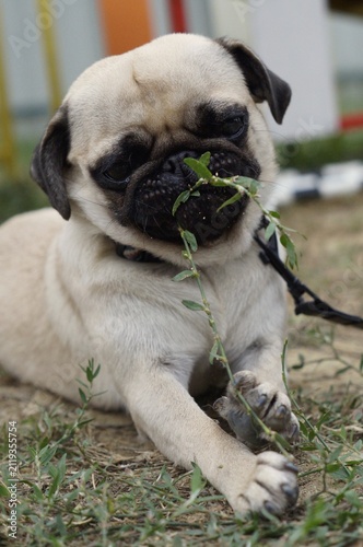 Cute pug puppy chewing fresh grass while lying outdoors. The playful moment symbolizes curiosity, growth, and carefree companionship.