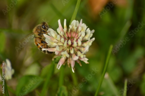 Canvas Print Honey bee foraging on white clover flower