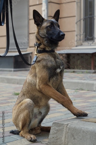 Belgian Malinois sitting upright with a raised paw in an urban courtyard. The attentive pose symbolizes intelligence, discipline, and obedience.