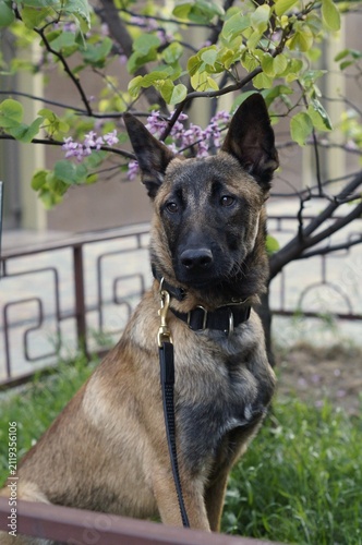 Belgian Malinois sitting attentively near blooming branches in a garden. The alert posture symbolizes intelligence, confidence, and protection.