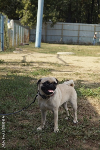 Small pug standing on grass in an open park. The relaxed scene symbolizes companionship, curiosity, and everyday pet life.
