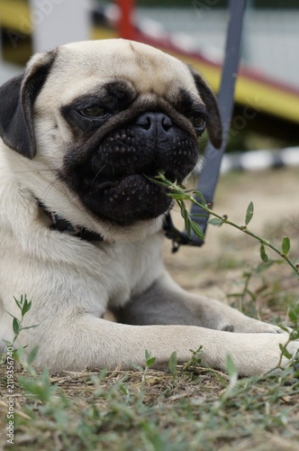 Cute pug lying on the grass while chewing a blade of grass. The playful scene symbolizes curiosity, relaxation, and everyday companionship.