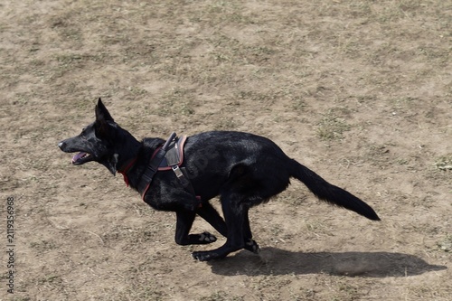 Black dog running quickly across an open field in daylight. The dynamic action symbolizes speed, freedom, and athletic performance.