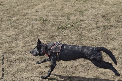 Foto Black dog running swiftly across an open field
