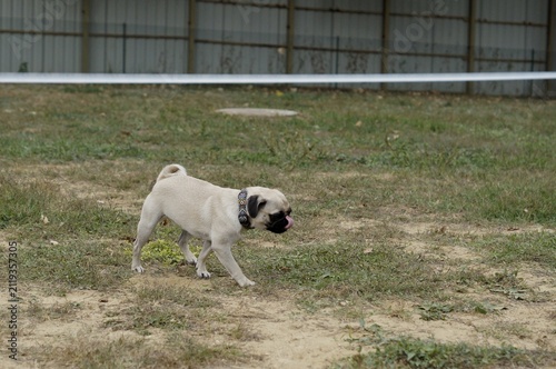 Pug walking across a dry grassy field in daylight. The candid moment represents freedom, exploration, and everyday companionship.
