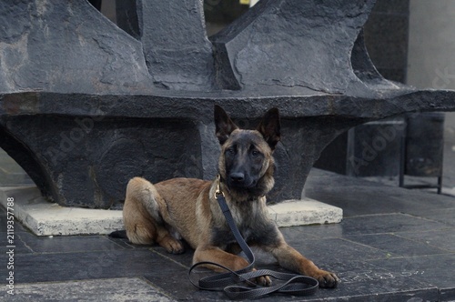 Belgian Malinois lying near a monumental sculpture in an urban setting. The composed posture symbolizes discipline, confidence, and loyalty.