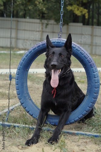 Black shepherd dog sitting inside a blue agility ring during outdoor training. The scene symbolizes discipline, athletic ability, and teamwork.