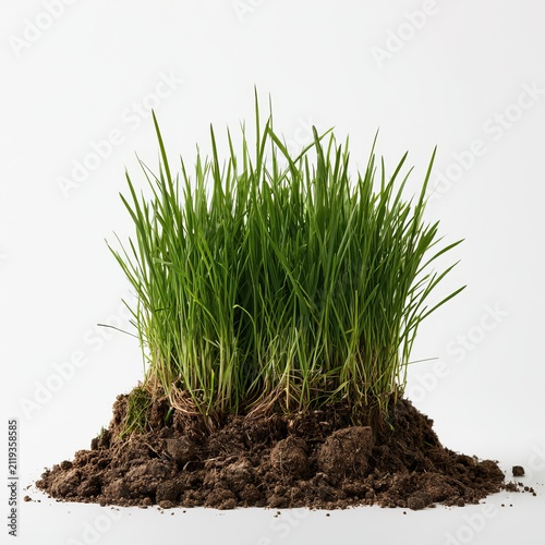 Green grass grows in soil against a white background.