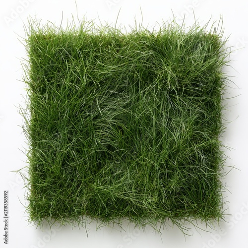 Korean or Japanese lawn grass displays green textures and patterns against a white studio background.