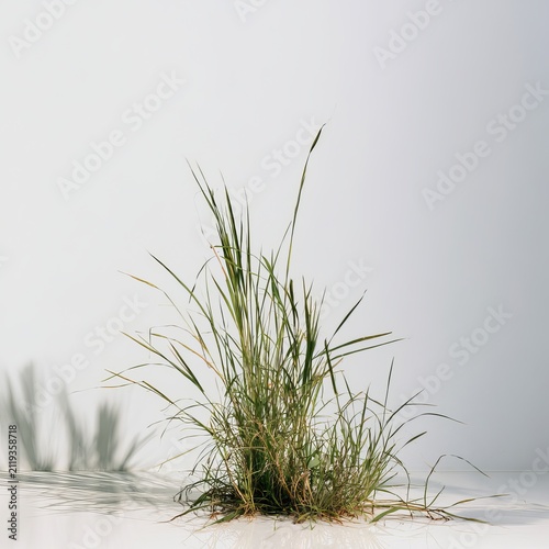 Thai grass grows in front yards and stands out against white backgrounds.