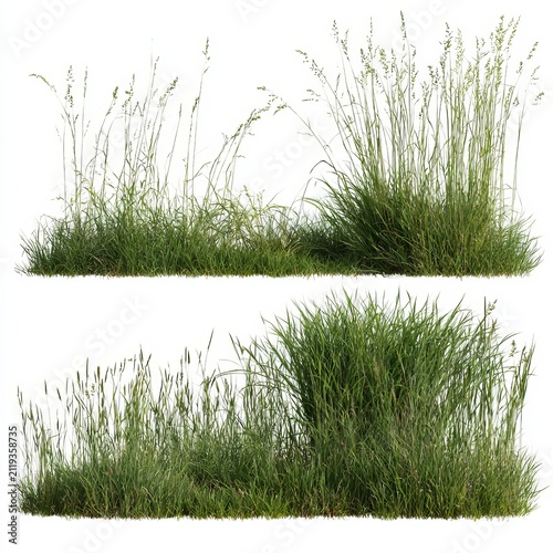 Grass stands separated from white backgrounds.