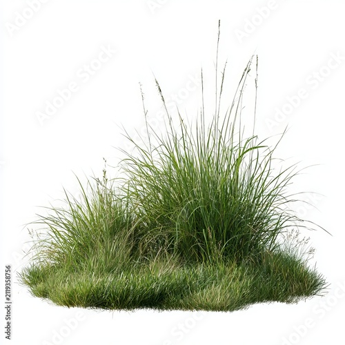 Grass stands separated from white backgrounds.