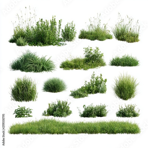Green grass and plants fill meadow fields, providing isolated PNG images for designs.
