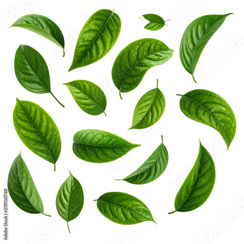 Green Leaves Drifting in Air Collection Isolated on Transparent Background
