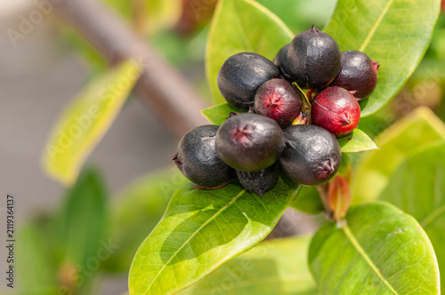   front view, closeup, of purple berries on bush with green plant leaves background, under mid-morning sunlight