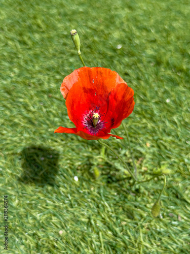 Nature finding a way as a wild poppy flower grows through artifical plastic grass