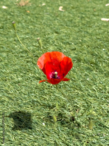 Nature finding a way as a wild poppy flower grows through artifical plastic grass