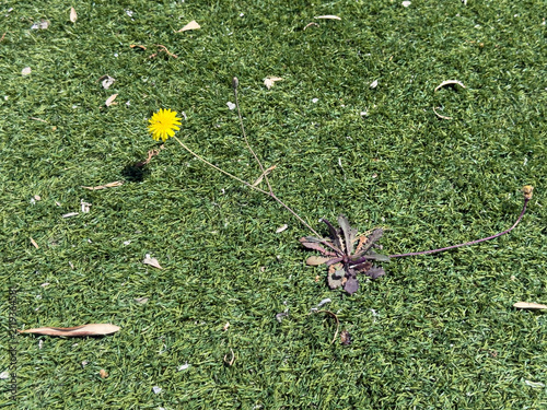 Nature finding a way as a wild dandelion flower grows through artifical plastic grass