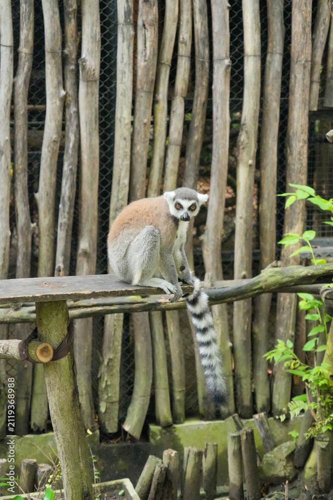 Fototapeta premium A Ring-tailed Lemur on a wooden perch looking up into green tree leaves.