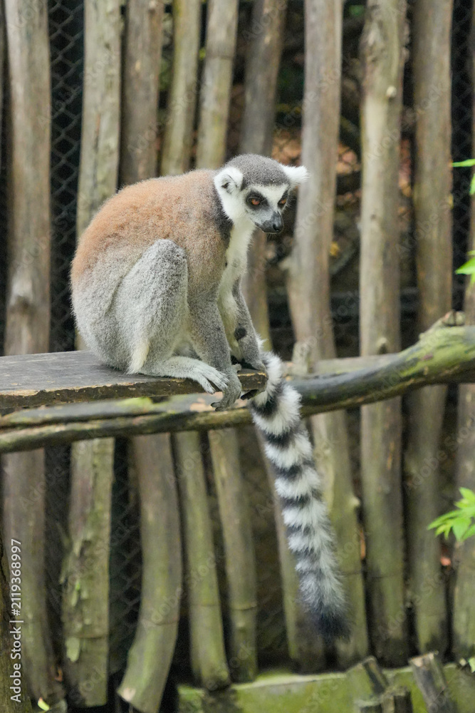 Fototapeta premium A Ring-tailed Lemur on a wooden perch looking up into green tree leaves.