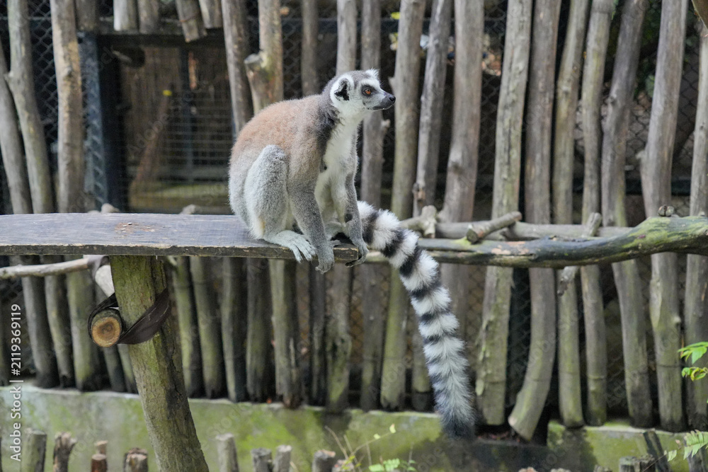 Fototapeta premium A Ring-tailed Lemur on a wooden perch looking up into green tree leaves.