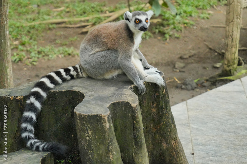 Fototapeta premium A ring-tailed lemur sitting on a large wooden tree stump.