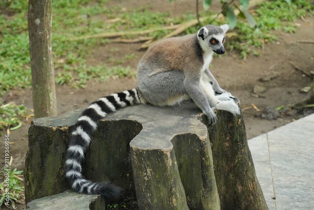 Fototapeta premium A ring-tailed lemur sitting on a large wooden tree stump.