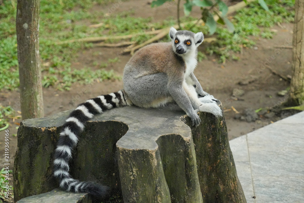 Fototapeta premium A ring-tailed lemur sitting on a large wooden tree stump.
