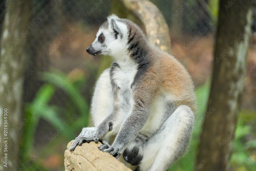 Fototapeta premium A ring-tailed lemur sitting on a large wooden tree stump.