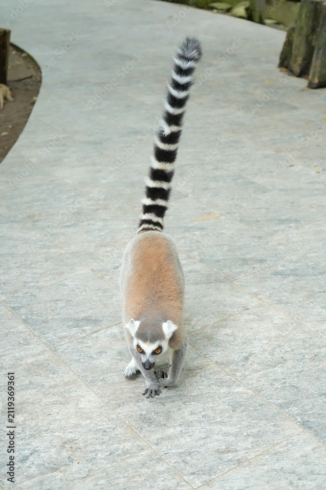 Fototapeta premium A ring-tailed lemur walking forward on a paved path with its long striped tail held high in the air.
