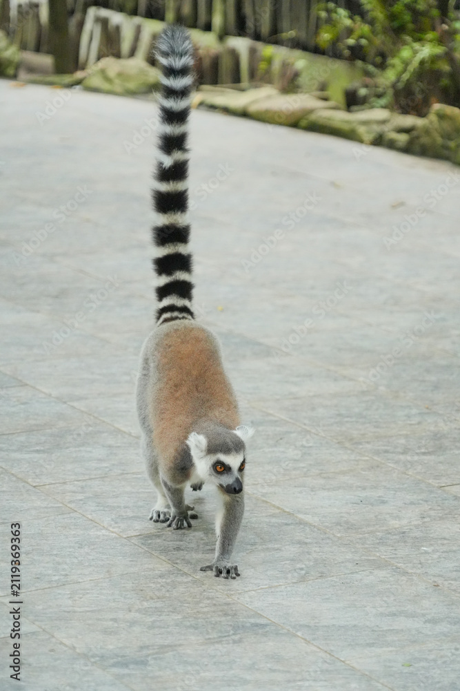 Fototapeta premium A ring-tailed lemur walking forward on a paved path with its long striped tail held high in the air.