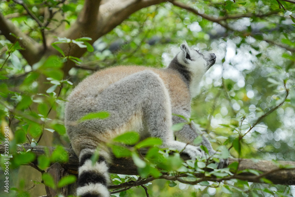 Fototapeta premium A Ring-tailed Lemur on a wooden perch looking up into green tree leaves.