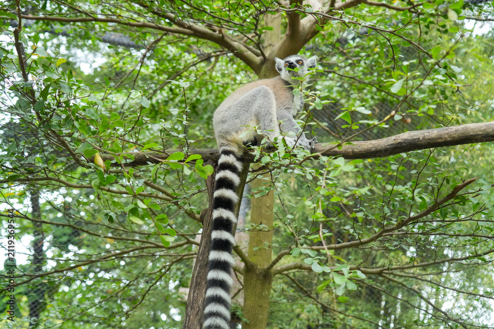 Fototapeta premium A Ring-tailed Lemur on a wooden perch looking up into green tree leaves.