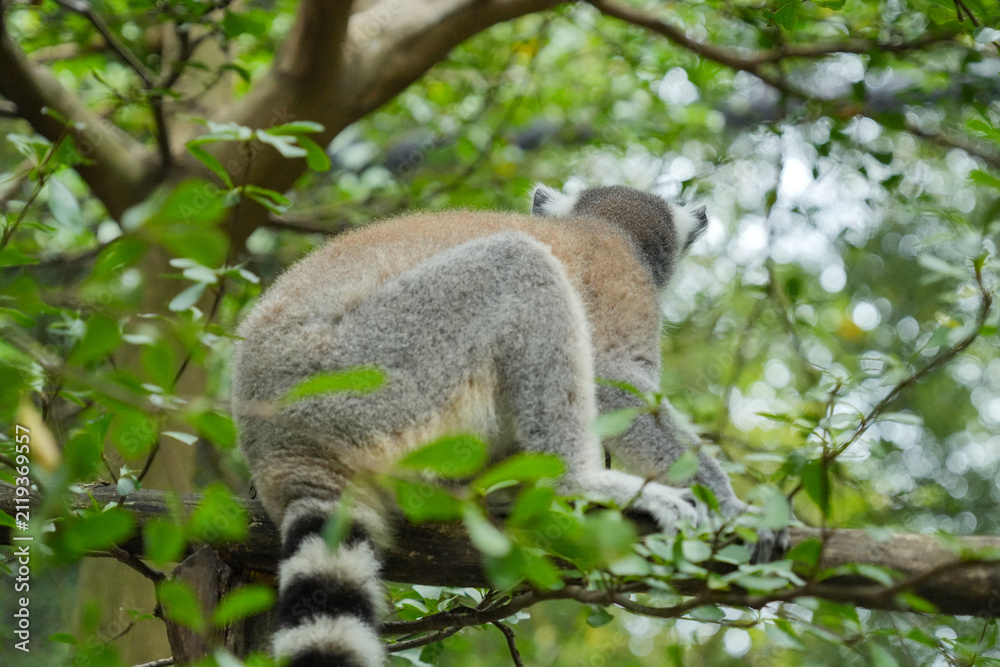Fototapeta premium A Ring-tailed Lemur on a wooden perch looking up into green tree leaves.
